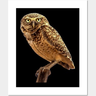 owl Posters and Art